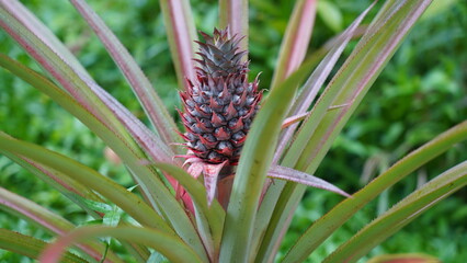 closeup of pineapple