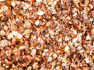 Autumn leaves as nature background.