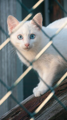 Pequeño gato blanco detrás de una valla