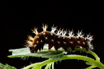 The comma caterpillar (Polygonia c album) feeding on a nettle