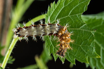The comma caterpillar (Polygonia c album) feeding on a nettle