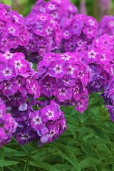 Fototapeta premium purple phlox paniculata in the flowerbed
