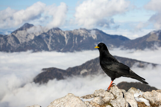 Alpine chough or yellow-billed chough (Pyrrhocorax graculus) black alpine bird in the crow family in Julian Alps Slovenia