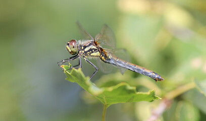 Schwarze Heidelibelle - Black Darter