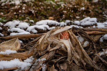 Cob without corn after harvest. Corn cone in the field among the snow.