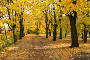 City park with trees and maples with yellowed foliage in autumn