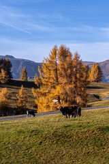 Plener fotograficzny jesień w Dolomitach - obrazy, fototapety, plakaty