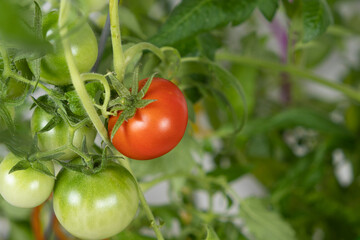 Growing tomatoes from seeds, step by step. Step 13 - ripe tomatoes