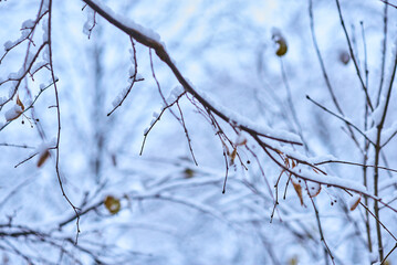 White winter landscape on a city street. Tree branches covered with snow. Frosty air. Cold weather. Sledding and skiing season.