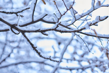 White winter landscape on a city street. Tree branches covered with snow. Frosty air. Cold weather. Sledding and skiing season.
