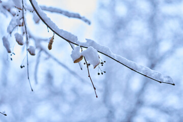 White winter landscape on a city street. Tree branches covered with snow. Frosty air. Cold weather. Sledding and skiing season.