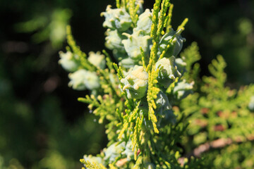 Juniper branches in the Ukrainian steppe on the territory of the national nature reserve 