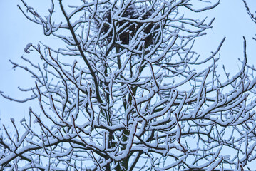 White winter landscape on a city street. Tree branches covered with snow. Frosty air. Cold weather. Sledding and skiing season.