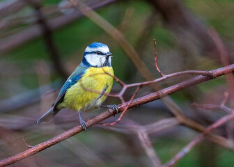 blue tit looking for food