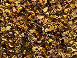 autumn leaves background, autumn collection.