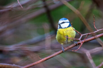blue tit looking for food