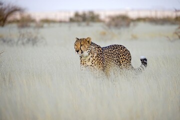 Cheetah in the savanna. Close-up. Namibia. Africa. An excellent illustration.