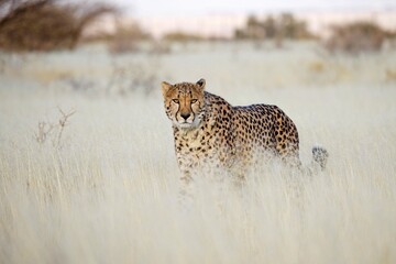 Naklejka premium Cheetah in the savanna. Close-up. Namibia. Africa. An excellent illustration.