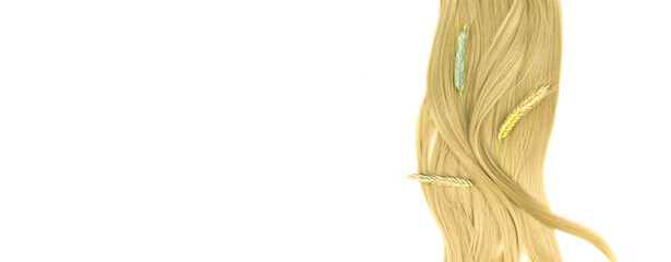 Strand of blond hair with sprigs of ripe wheat on white. Blond wavy hair on white background. Hairdresser service, hair strength, haircut, hairstyle.