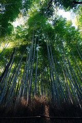 Fototapeta premium Bamboo groves