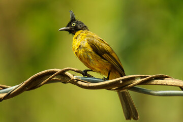BLACK-CRESTED BULBUL in the forest of Thailand
