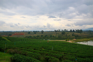 Fototapeta na wymiar The scenery of the tea plantation in the sunrise Chiang Rai, North of Thailand
