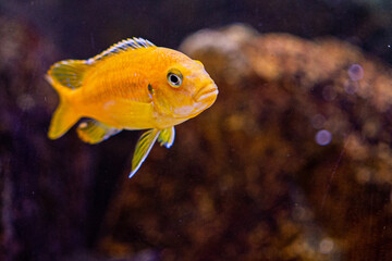 African Cichlids lake Malawi