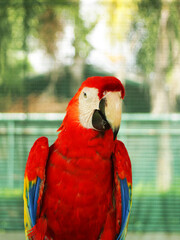 Portrait of colorful Scarlet Macaw parrot