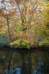 Obraz premium Lake with trees on the shore with yellowed foliage in autumn in sunny weather.