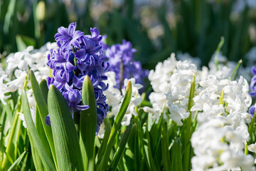 Fototapeta premium Colorful hyacinths flowering in a spring garden - selective focus