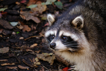Raccoon poloskun in its natural habitat.