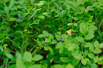 Fototapeta na wymiar blueberries on a bush in the forest