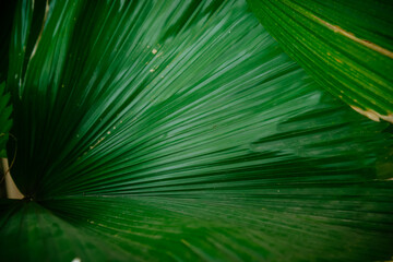 Obraz premium Detail of green palm leaf
