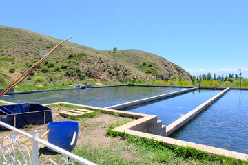 Trout farm. Breeding golden, rainbow species. Fish farming in ecologically clean fresh water. Pond...