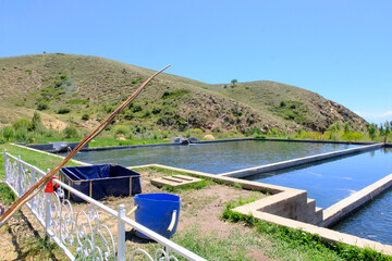Trout farm. Breeding golden, rainbow species. Fish farming in ecologically clean fresh water. Pond...