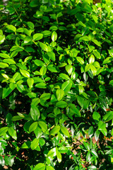 Fototapeta na wymiar Close up the green sunny leaves of myrtle, myrtus communis plant with yellow space in down for text