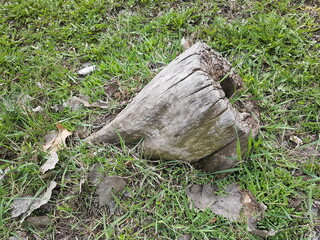 stump in the grass