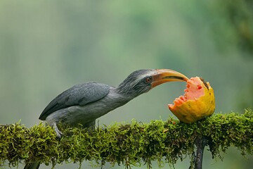 Malabar grey hornbill having fruits with beautiful background at Coorg,Karnataka,India
