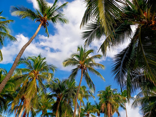 Fototapeta premium Coconut plantation in tropical plantation