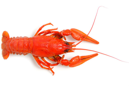 Cooked, red crayfish white background.