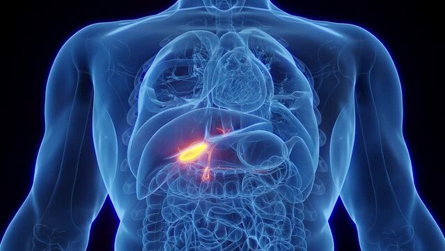 3d rendered medical animation of a male human's gallbladder