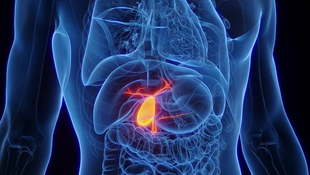 3d rendered medical animation of a gallbladder in a human male