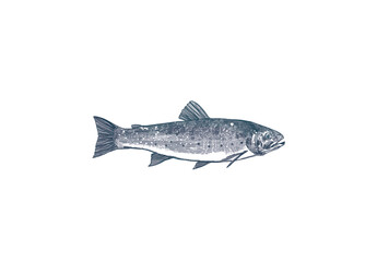 Ink pen crosshatching vector drawing of a trout fish