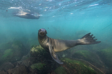 California Sea Lion in the Pacific Ocean, California, United States