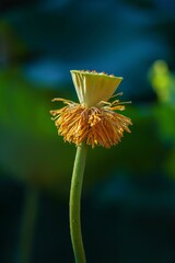 Selective focus shot of faded lotus.