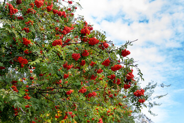Rowan tree branches with ripe red berries growing in the garden with blue sky on background.