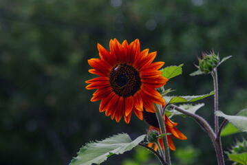 Obraz premium Beautiful blooming decorative sunflower with golden petals growing in the garden