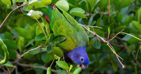 blue and green parrot