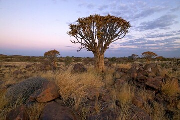 Sunrise in desert landscape of Quiver Tree Forest (Aloe dichotoma), Namibia, South Africa