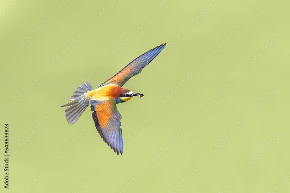 Wall mural bee eater flying on blurred background